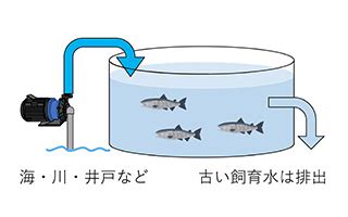 養殖方法|陸上養殖、2つの方法「かけ流し式」「閉鎖循環式」。